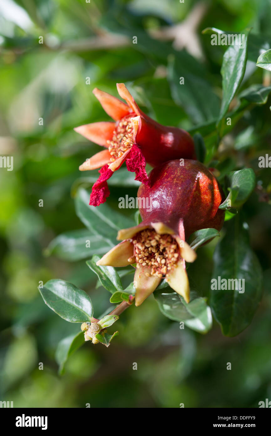 Fiore di melograno nella struttura ad albero Foto Stock