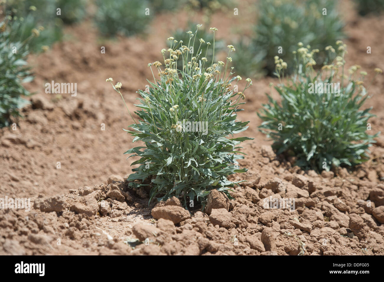 Il guayule, impianto di gomma nel campo , Maricopa Arizona Foto Stock