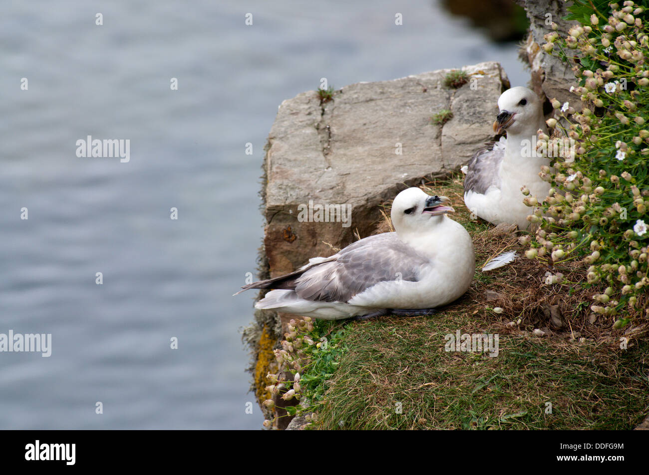 Una coppia di Fulmars (Fulmarus glacialis) su una scogliera listello in Stronsay, Orkney. Foto Stock