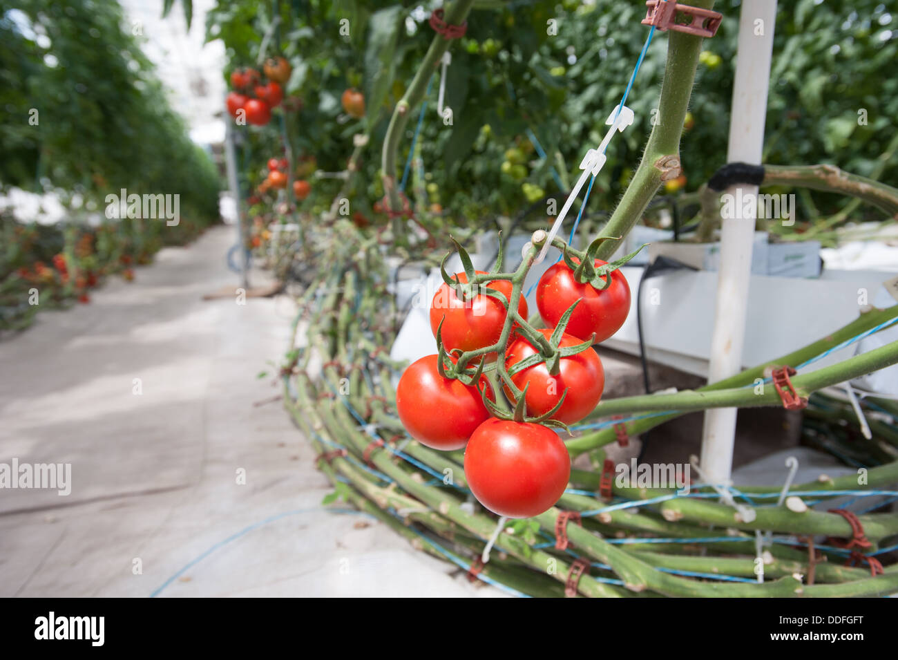 Pomodori Pomodori in serra Foto Stock