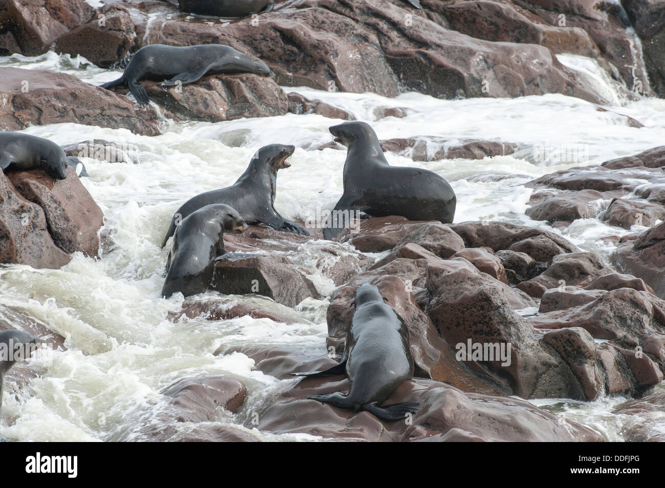 Bagnate le guarnizioni di tenuta del Capo (Arctocephalus pusillus) sulla spiaggia rocciosa con la frantumazione di onde, Cape Cross, Namibia Foto Stock