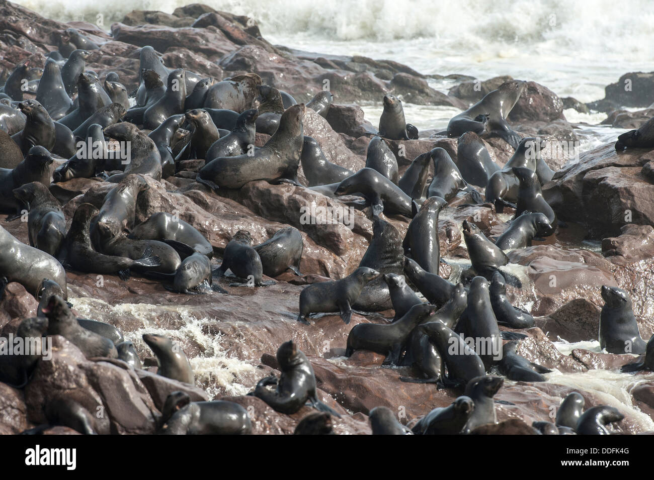 Bagnate le guarnizioni di tenuta del Capo (Arctocephalus pusillus) sulla spiaggia rocciosa con la frantumazione di onde, Cape Cross, Namibia Foto Stock