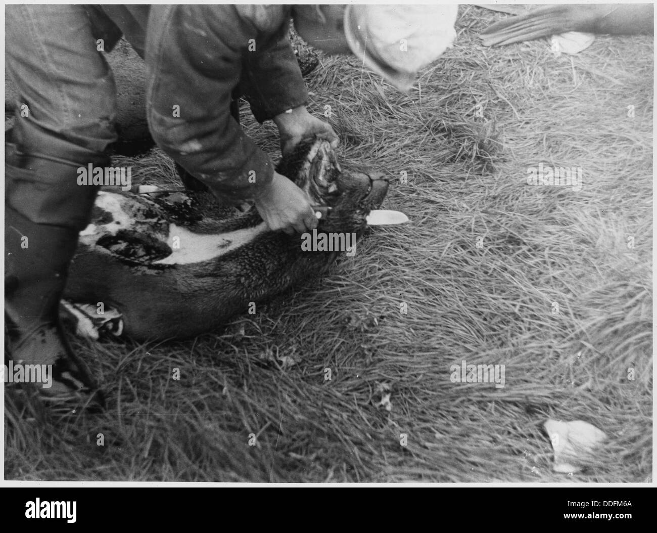 Un gruppo di individui è visto scuoiare foche, una pratica tradizionalmente associata alla caccia di pelli e olio. Questa attività è stata parte di varie culture costiere, anche se è diventata controversa nei tempi moderni a causa delle preoccupazioni sui diritti degli animali e sugli impatti ambientali. Foto Stock