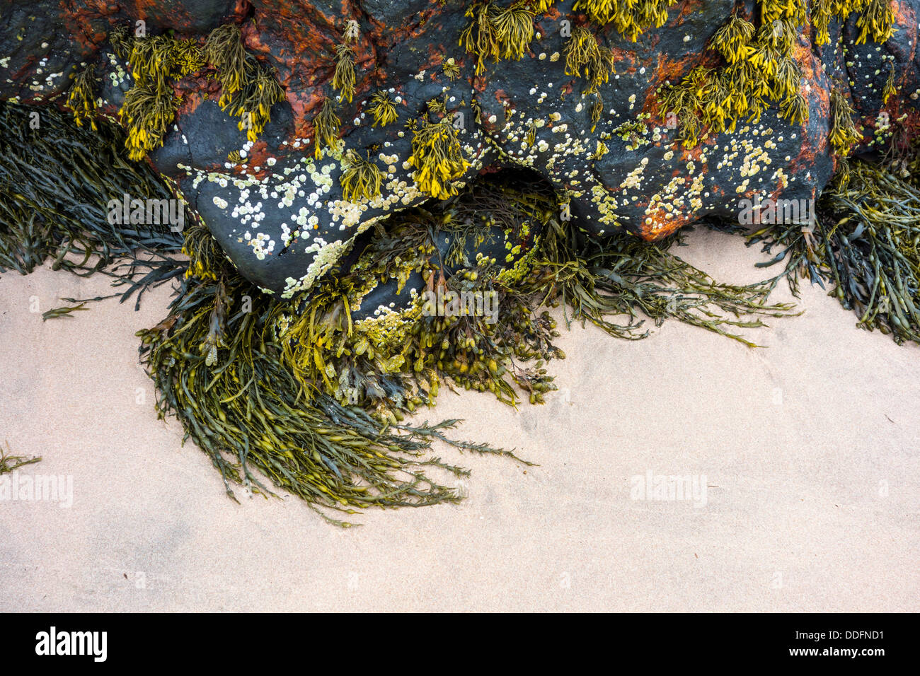 Black rock con alghe marine e conchiglie, spiaggia di sabbia a Gairloch, a nord-ovest della Scozia, maree Foto Stock