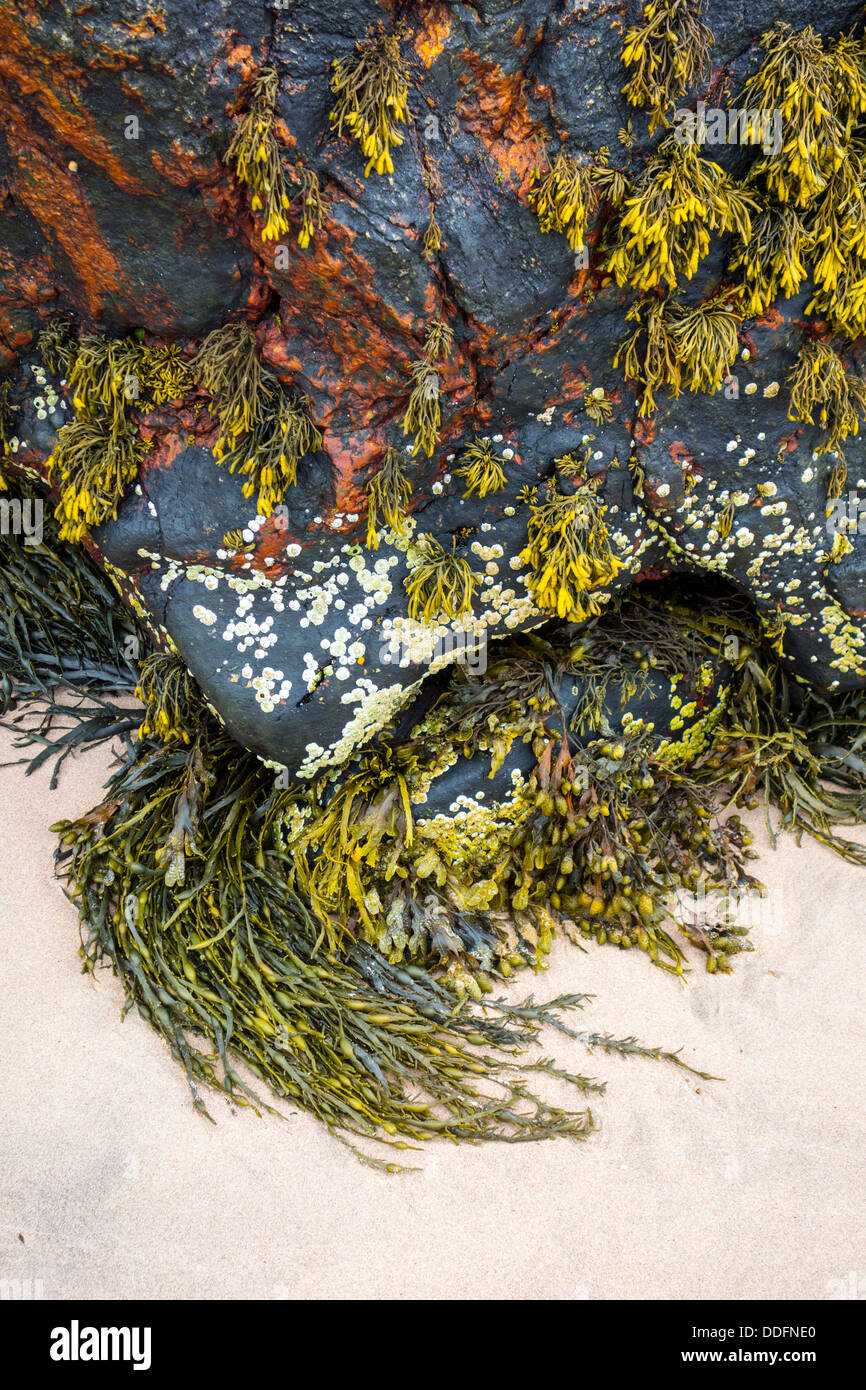 Black rock con alghe marine e spiaggia sabbiosa, Gairloch, a nord-ovest della Scozia Foto Stock