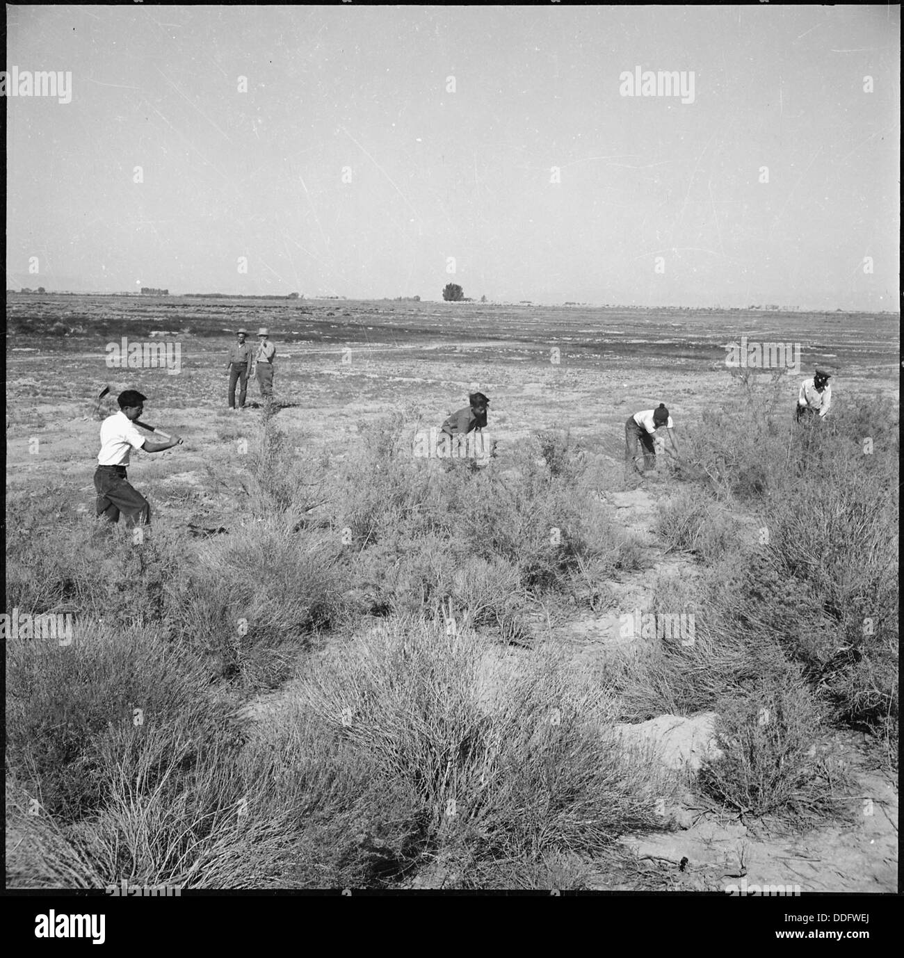 Topazio, Utah. Un gruppo di volontari i lavoratori agricoli compensazione terreno vergine di sagebrush e wild g . . . 538689 Foto Stock