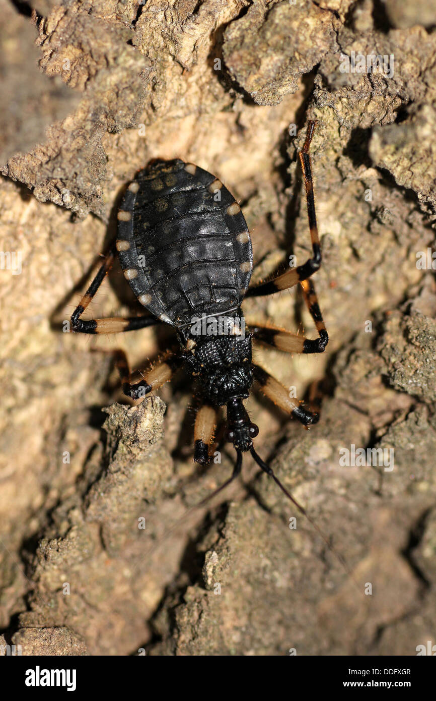 Assassin Bug Reduviidae sp. Foto Stock