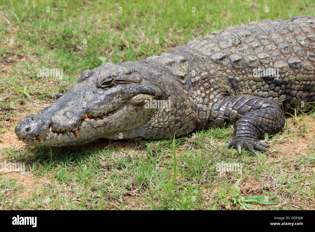 Coccodrillo del Nilo Crocodylus niloticus Foto Stock