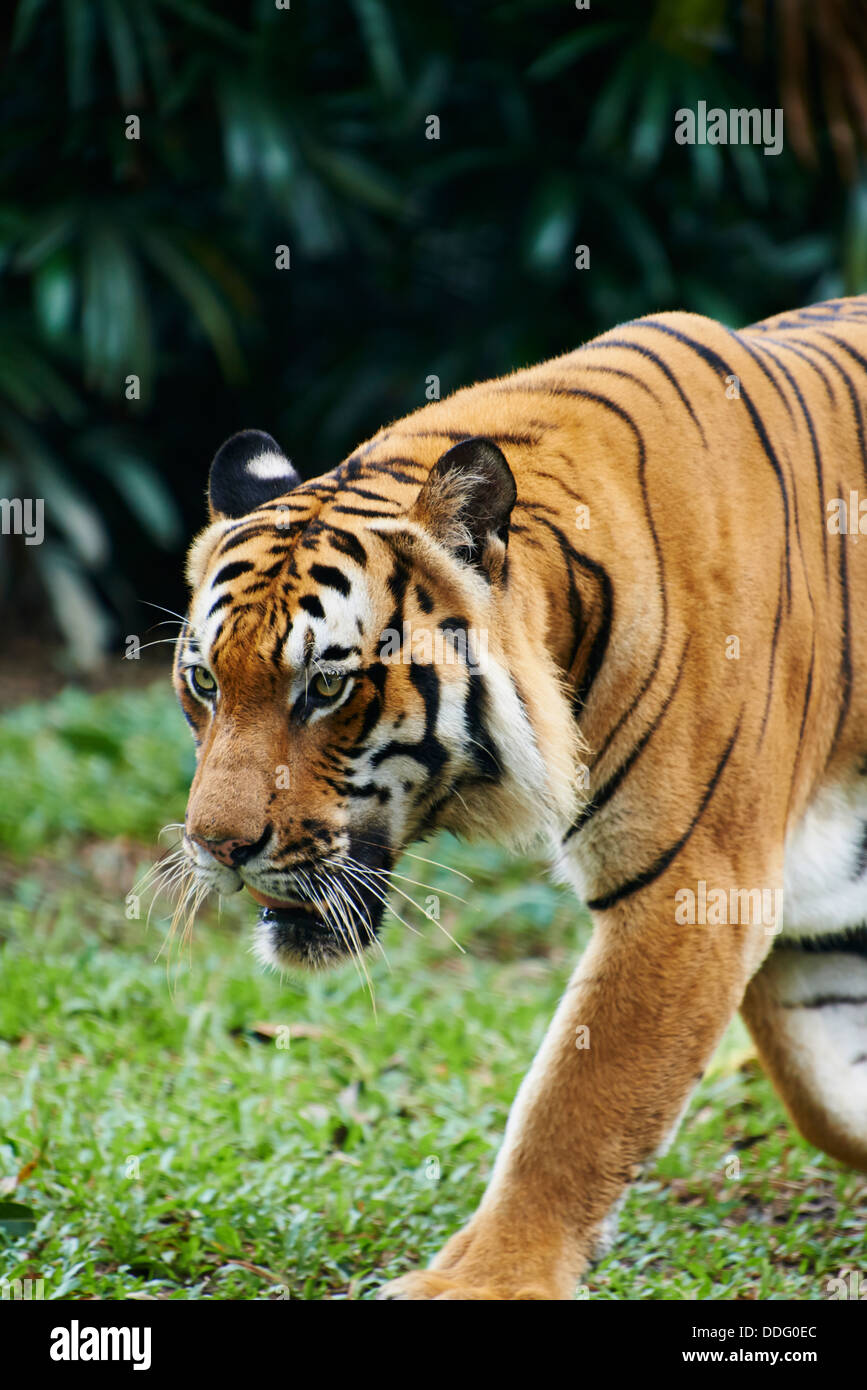 Malaysia, Selangor stato, Kuala Lumpur tiger a Negara Zoo Foto Stock