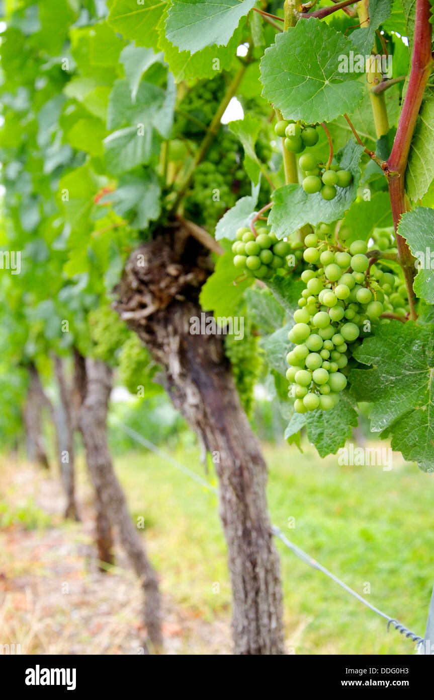 Quasi mature uva appeso in un vigneto Foto Stock