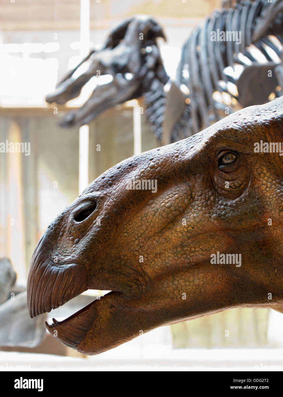 Ossa di dinosauro al Pitt Rivers il Museo di Storia Naturale, Oxford 2 Foto Stock