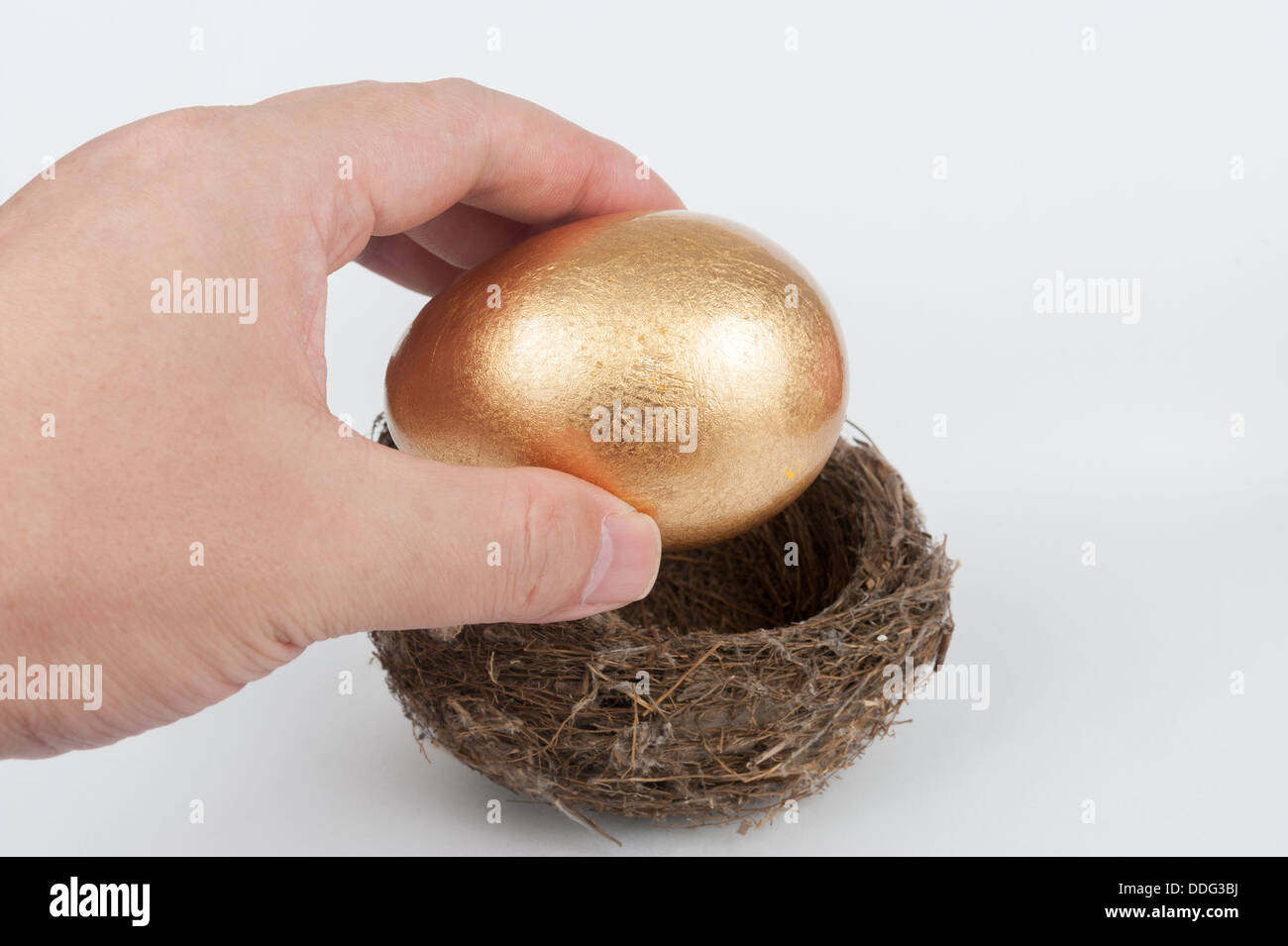 Mettere un uovo dorato nel nido di uccelli Foto Stock