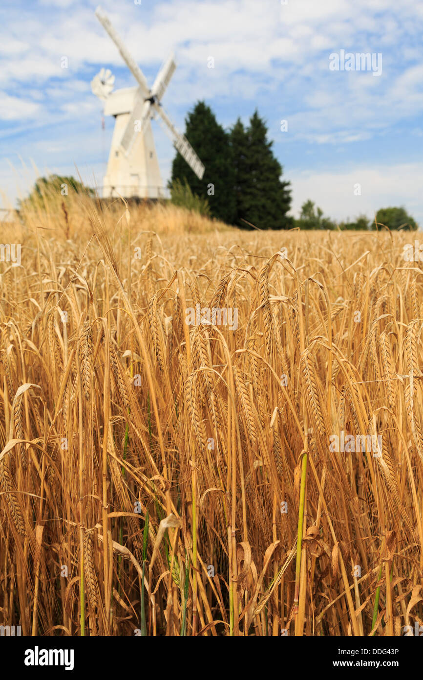 19C Kentish smock mulino bianco il mulino a vento di legno al di là di un cornfield di ripe raccolto di orzo pronto per il raccolto. Woodchurch, Kent, England, Regno Unito Foto Stock