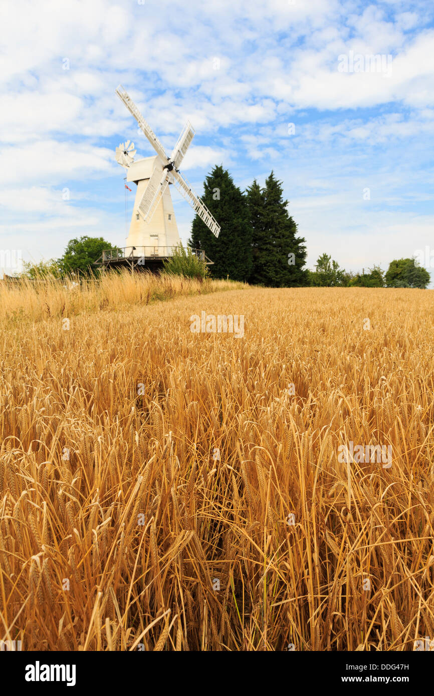 19C Mulino di fumo Kentish mulino bianco legno mulino oltre un campo di mais di grano maturo raccolto Barley pronto per la raccolta. Woodchurch, Kent, Inghilterra, Regno Unito, Gran Bretagna Foto Stock