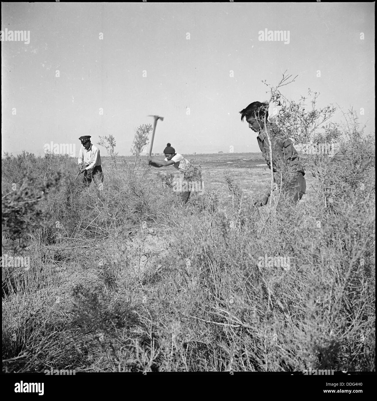 A Topaz, Utah, i lavoratori volontari stanno sgombrando la spazzolina e la guayule selvatica, una pianta utilizzata nella produzione di gomma, da una sezione di terra. Questo lavoro fa parte degli sforzi volti a mantenere e riqualificare l'area. Foto Stock