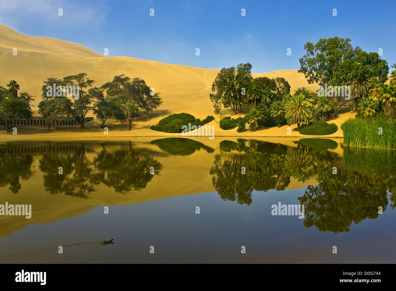 La riflessione di dune di sabbia e palme in oasi di Huacachina in Perù. Foto Stock