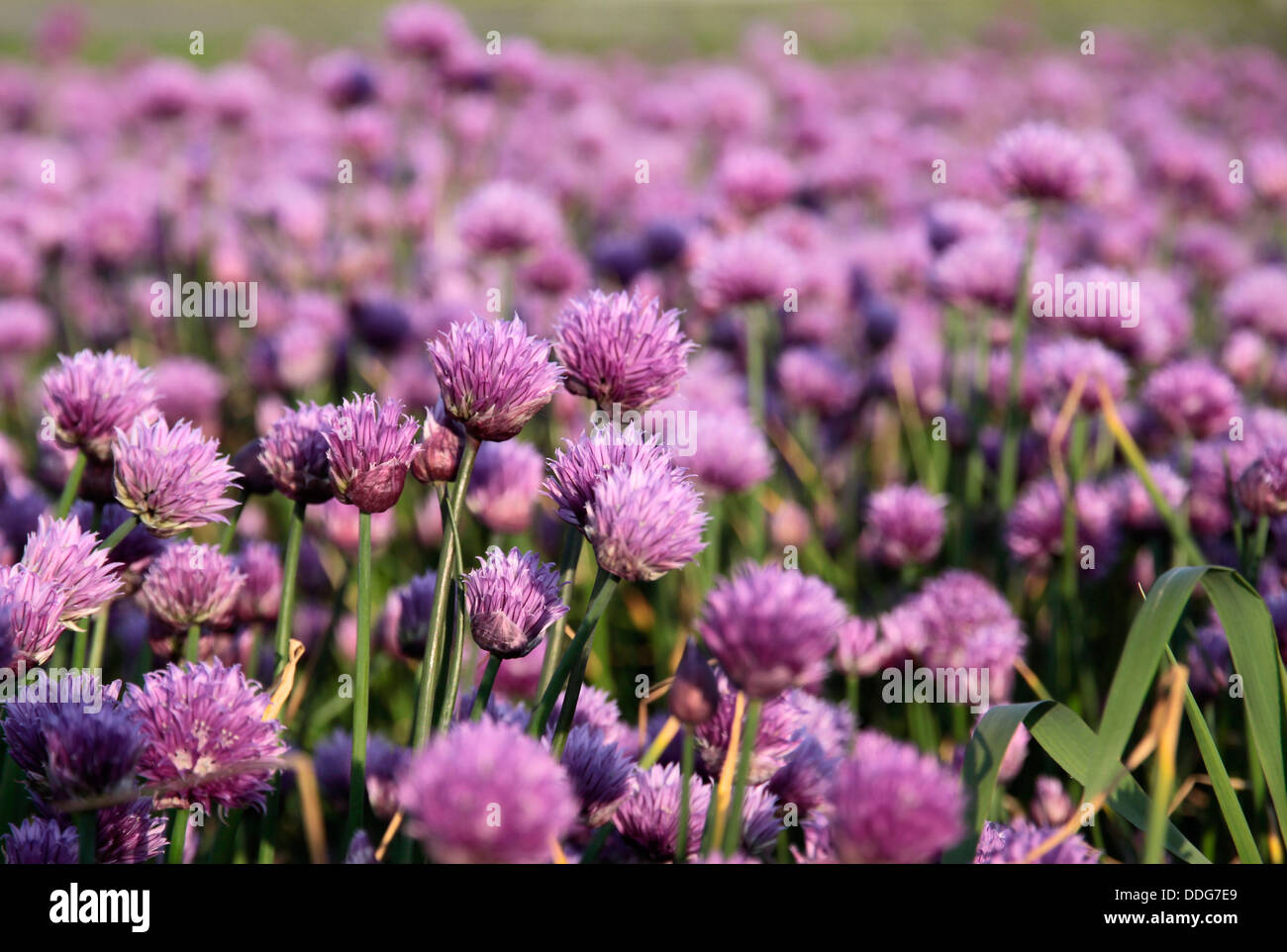 Fioritura di cipolla sul campo di Bornholm, Danimarca Foto Stock