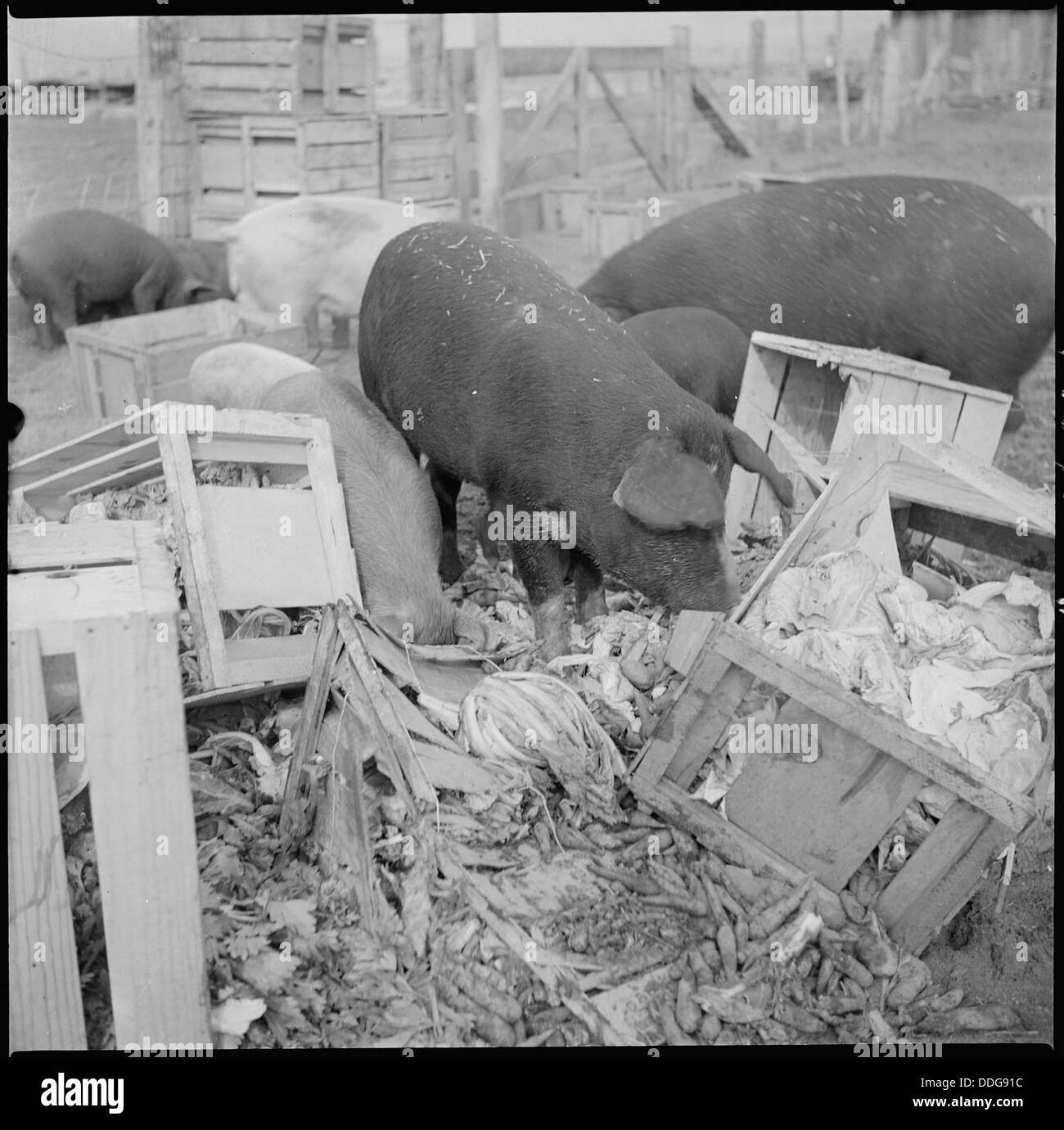 Questa fotografia mostra i maiali che mangiano spazzatura al Tule Lake Relocation Center di Newell, California. L'immagine evidenzia le difficili condizioni di vita e le sfide affrontate dagli internati durante la seconda guerra mondiale in uno dei più grandi campi di internamento. Foto Stock