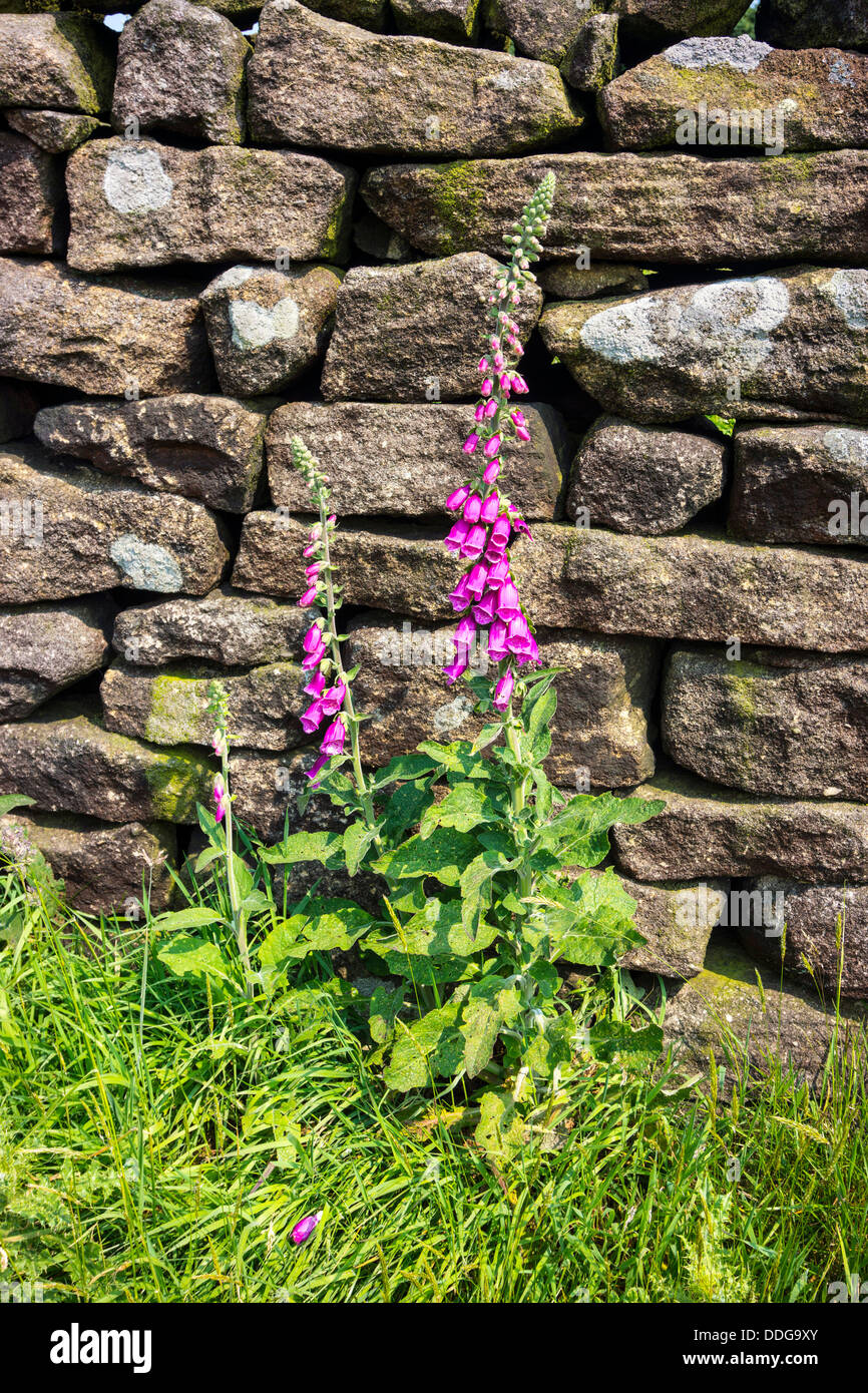 Foxglove viola fiori con foglie verdi e le felci, Digitalici molla di fiori, fiori di primavera contro gritstone secco muro di pietra Foto Stock