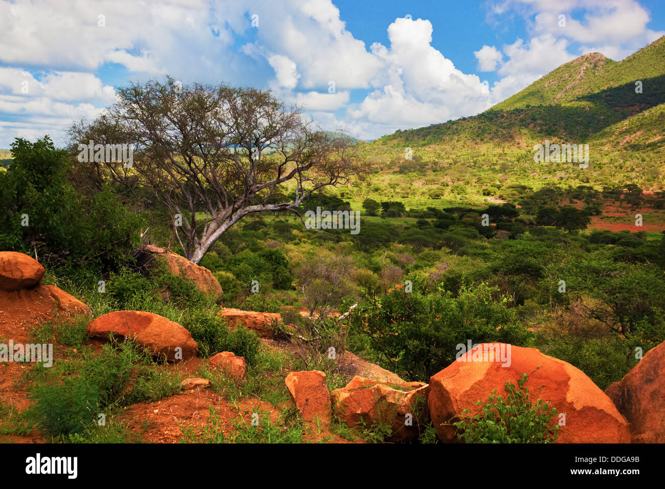 Bush e savana paesaggio nel Tsavo West National Park, Kenya, Africa. Foto Stock