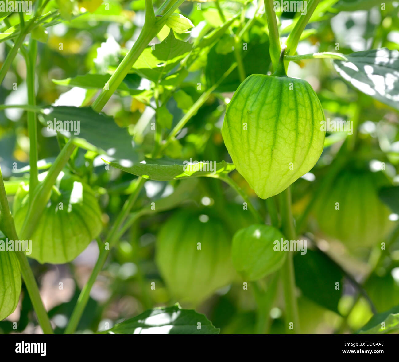 Tomatillos Foto Stock