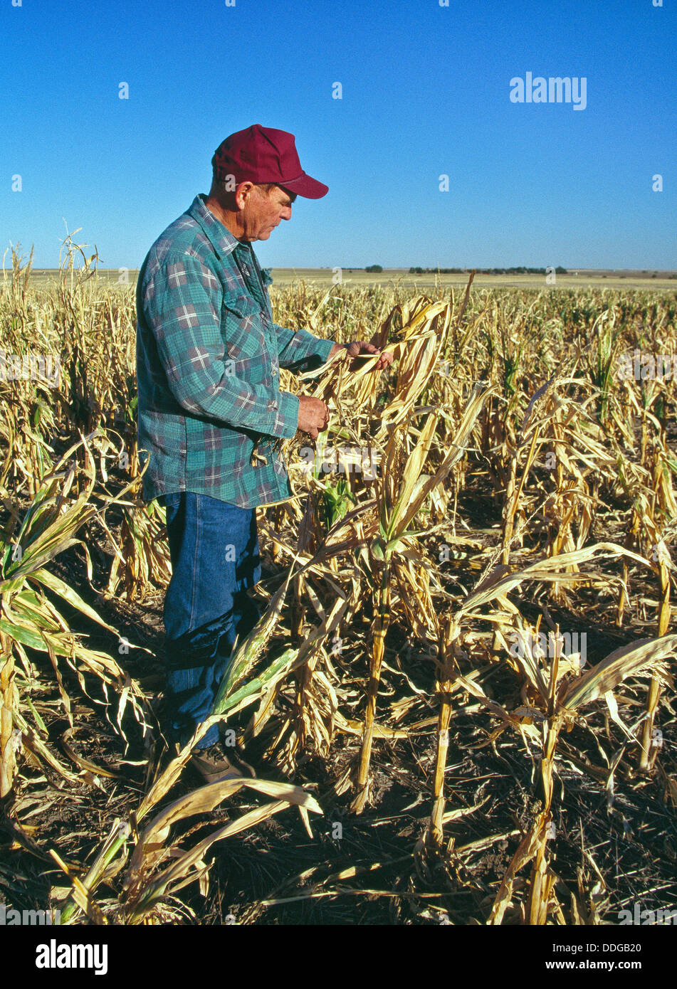 Agricoltore ispezione campo di mais, fallimento di raccolto a causa della siccità. Foto Stock