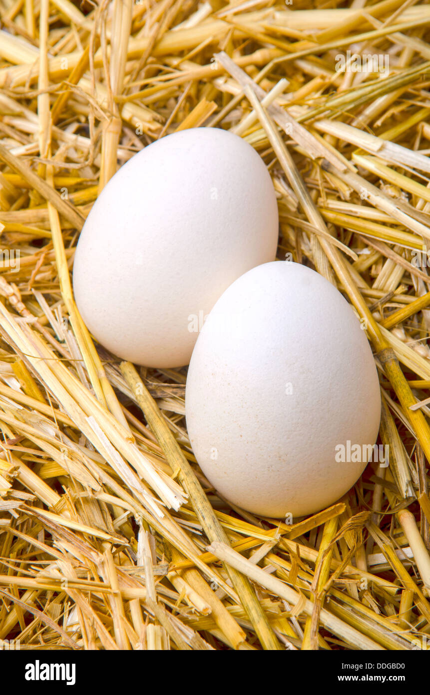Due le uova bianche giacciono nella paglia Foto Stock