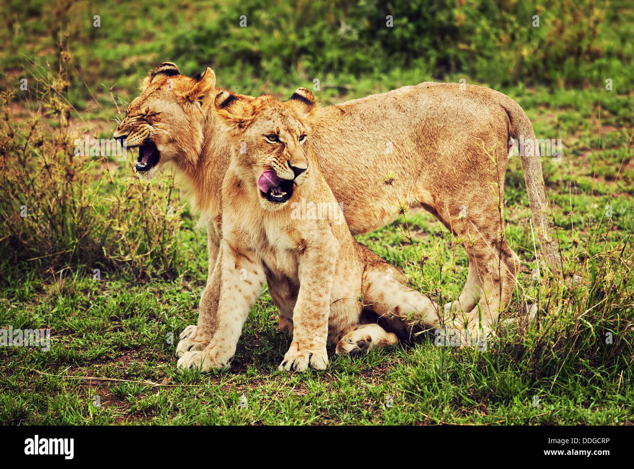 Piccoli cuccioli di leone a giocare nel parco nazionale del Serengeti, Tanzania Africa - fauna africana Foto Stock