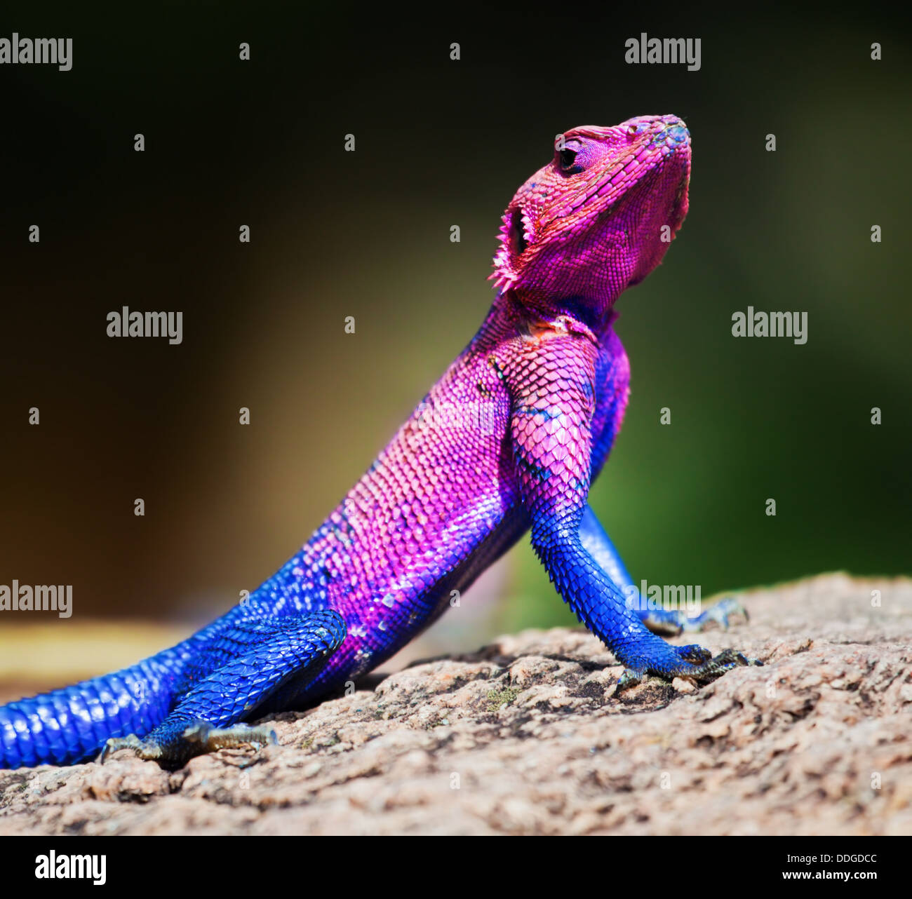 La Mwanza a testa piatta (Agama mwanzae AGAMA SA) lizard su una roccia nel Serengeti, Tanzania Africa Foto Stock