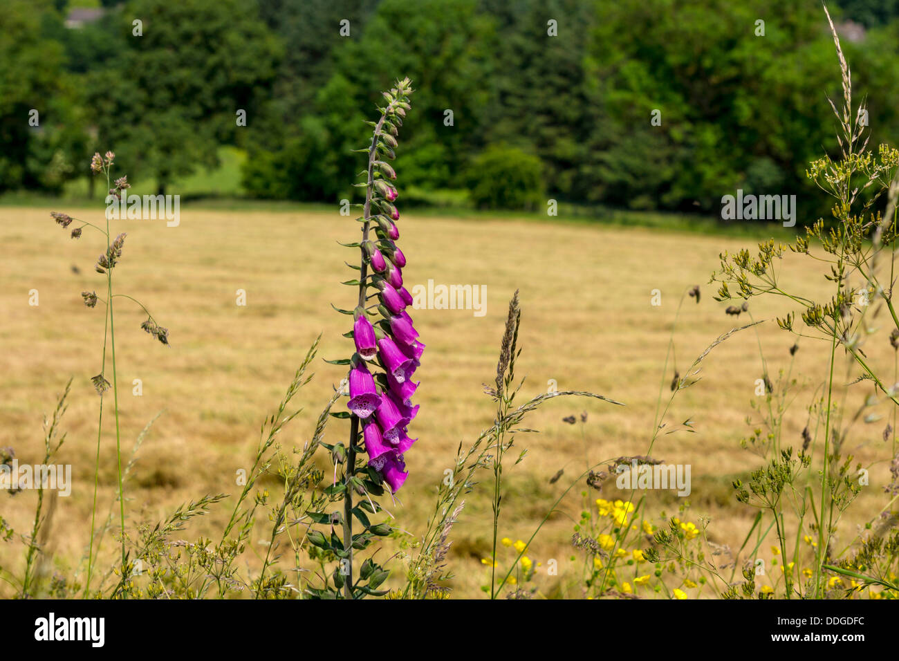 Foxglove viola fiori, Digitalici molla di fiori, fiori di primavera, prato Foto Stock