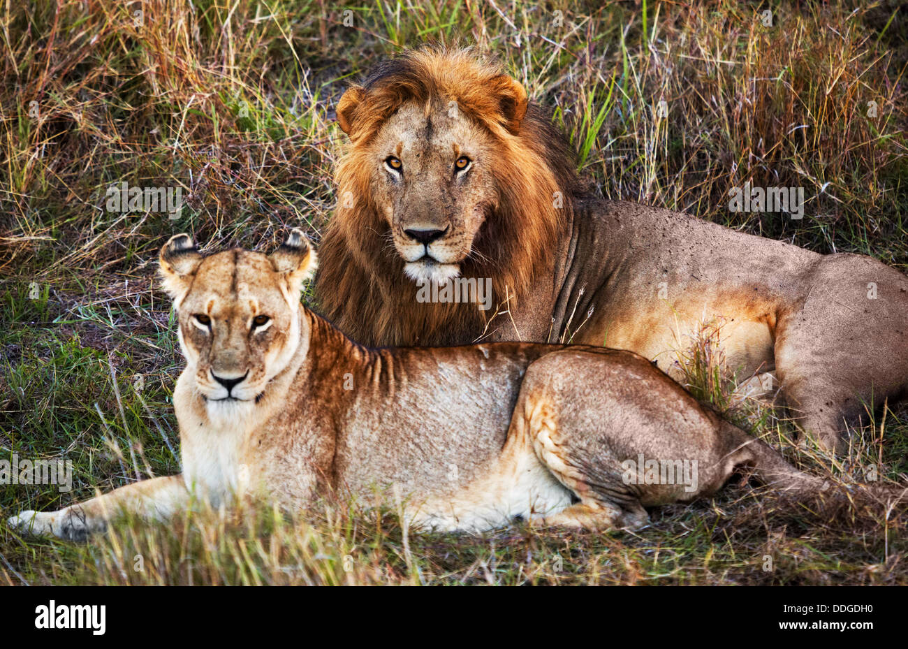 Maschio e femmina di Lion, giovane, nel Parco Nazionale del Serengeti, Tanzania Africa Foto Stock