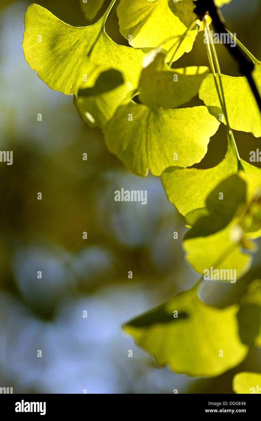 Il Ginkgo biloba foglie degli alberi Foto Stock