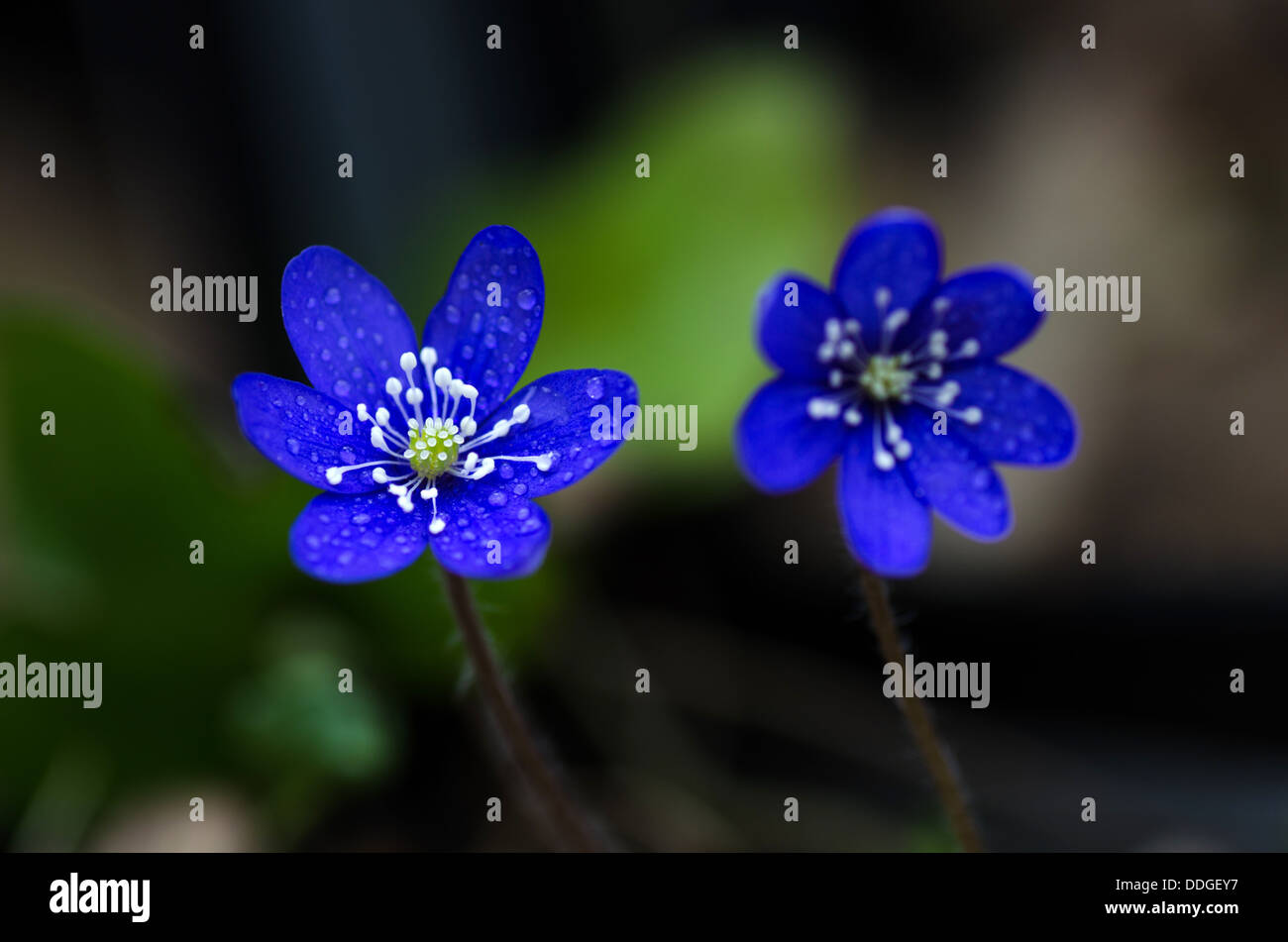Flower bellezze di hepatica comune. Foto scattata sull'isola Oland in Svezia. Foto Stock