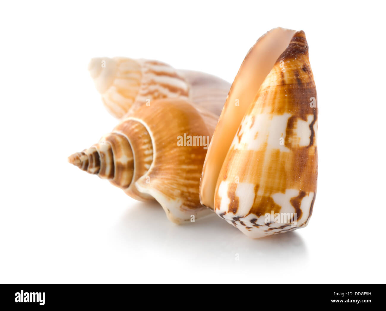 Conchiglie di mare isolato Foto Stock