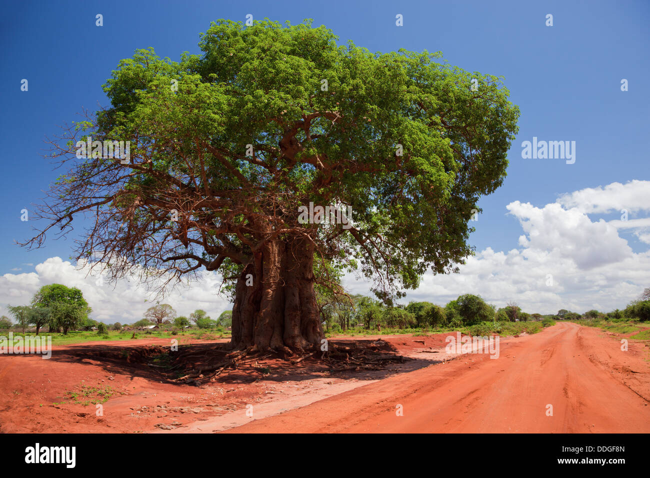 Baobab (Adansonia) rosso su strada sterrata, Kenya, Africa Foto Stock