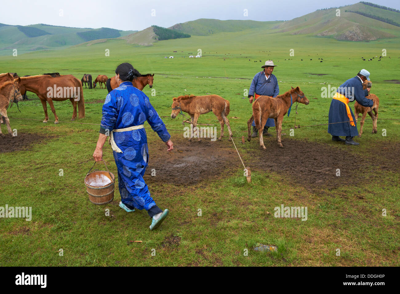 Mongolia, Ovorkhangai provincia, Okhon valley, campo nomadi, Rally di cavalli guidato Foto Stock