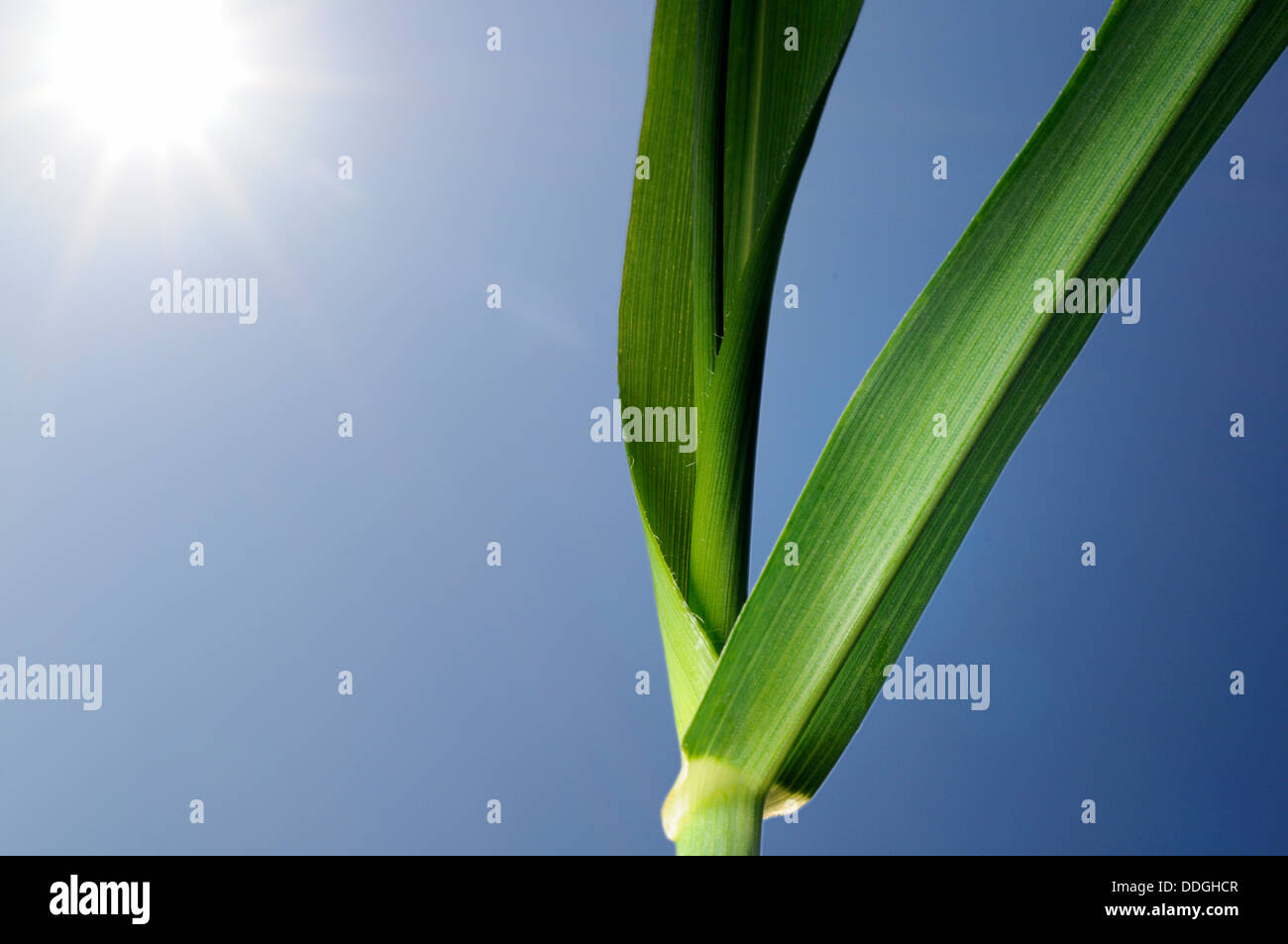 Peduncolo verde erba contro un blu cielo chiaro Foto Stock