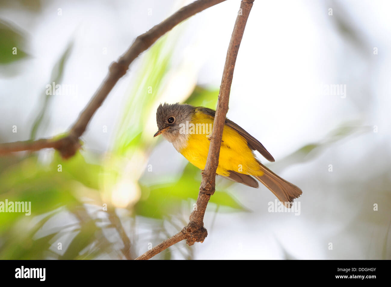 Uccello giallo su un ramo Foto Stock