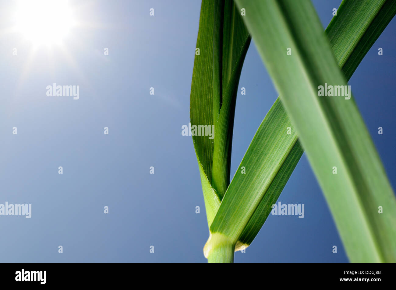 Peduncolo verde erba contro un blu cielo chiaro Foto Stock