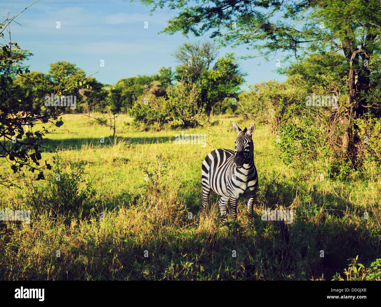 Zebra nel Parco Nazionale del Serengeti, Tanzania Africa Foto Stock