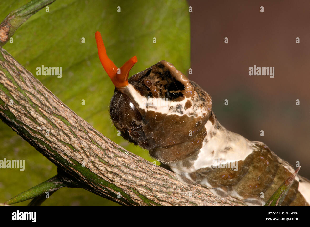 La coppia caterpillar assomiglia ad escrementi di volatili per dissuadere i predatori, e se non funziona possono utilizzare il loro osmeterium rosso. Foto Stock