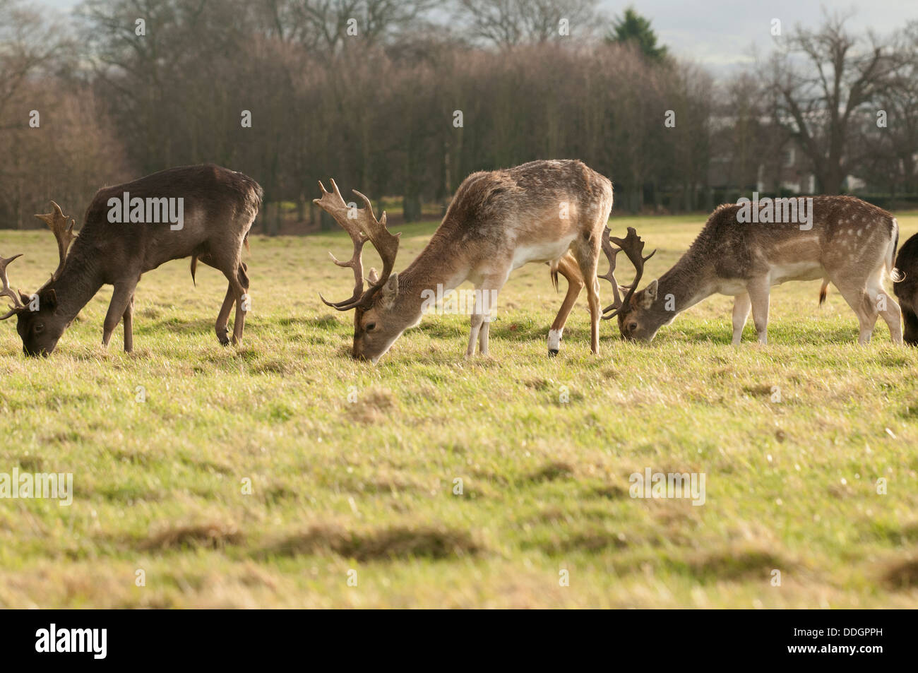 Cervi sono i mammiferi ruminanti formando la famiglia Cervidae Foto Stock