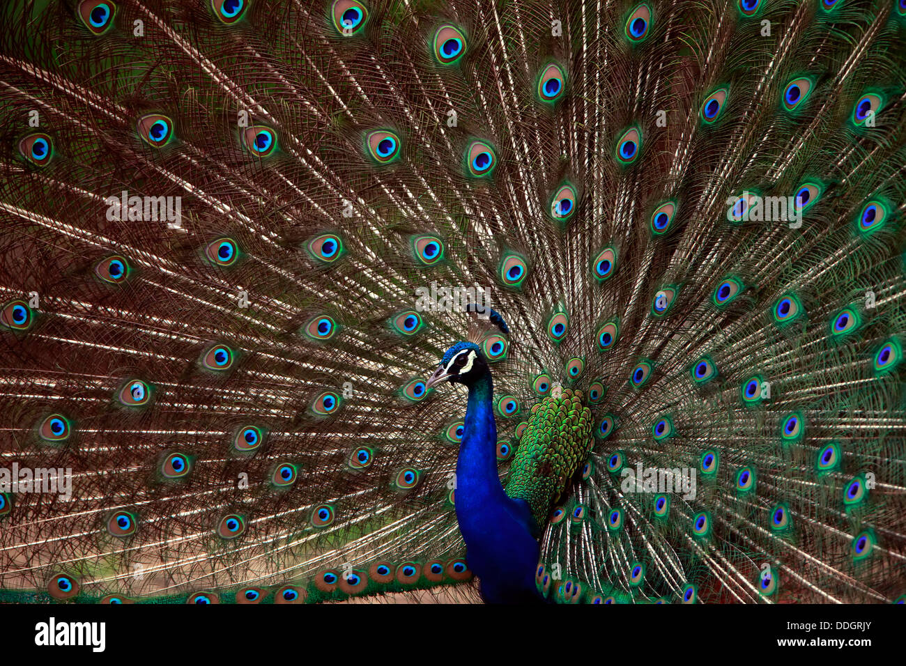 Peacock feather dance Foto Stock