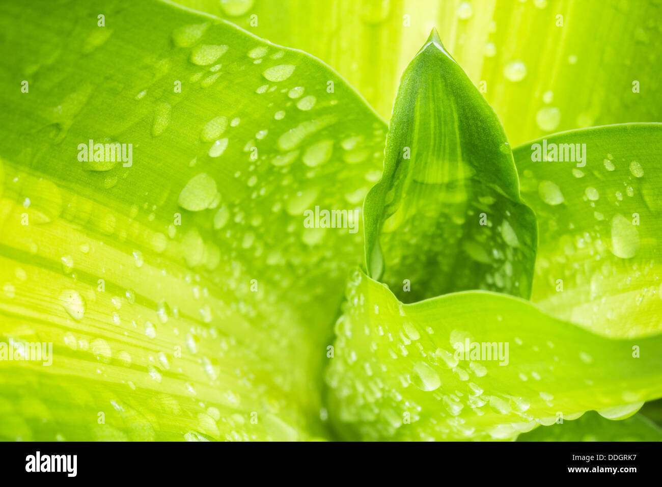 Bella e verde foglia con gocce di acqua Foto Stock