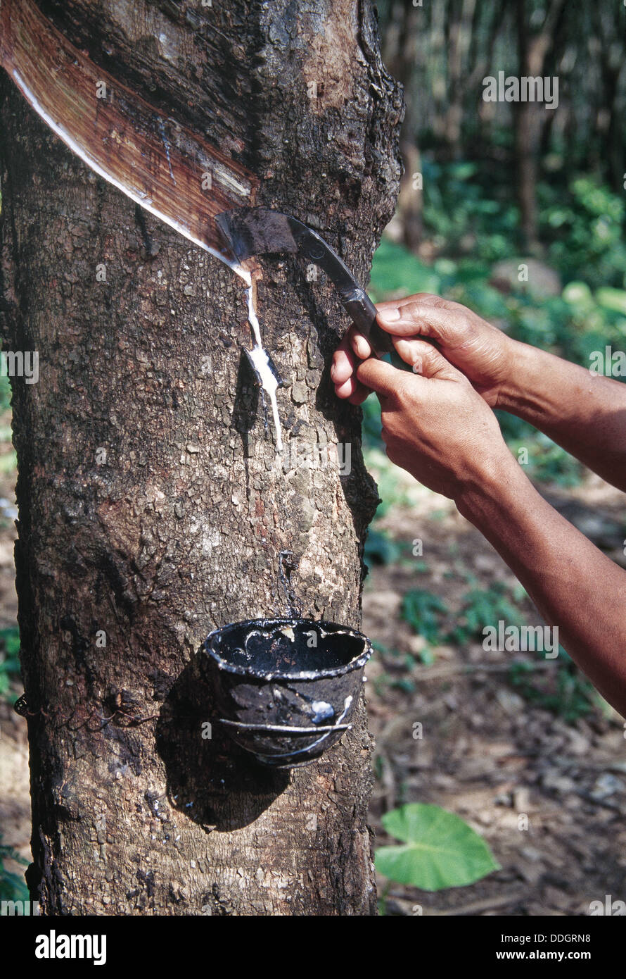 Mani con ammaccare la corteccia di punteggio di Para " gomma " albero per estrarre il lattice. Foto Stock