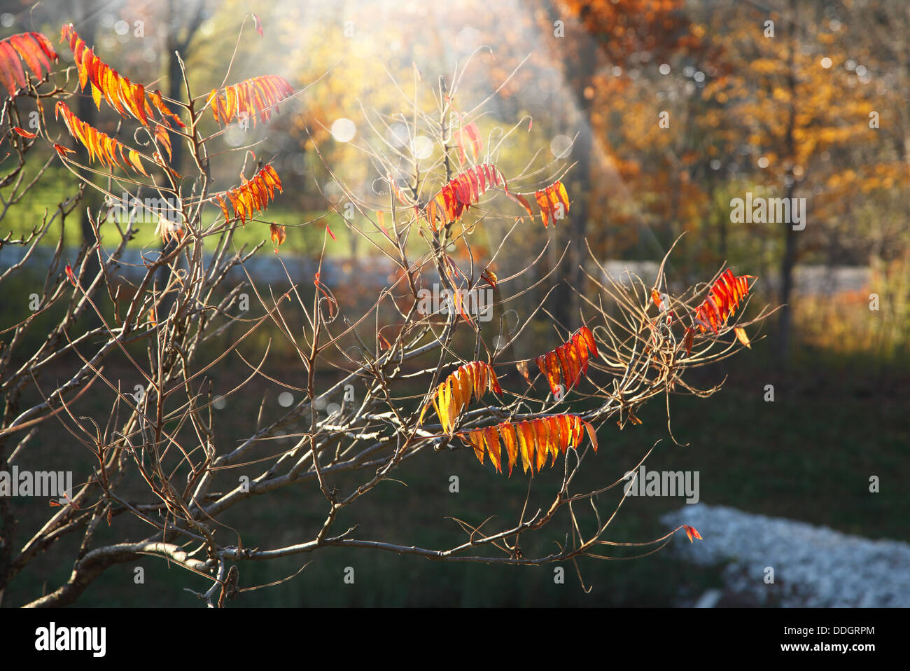 Foglie di autunno Foto Stock