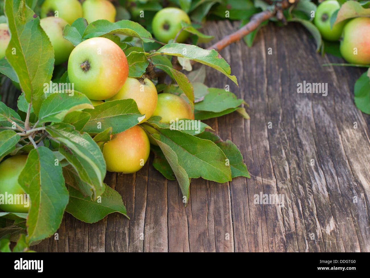 Mele biologiche con foglie su sfondo di legno Foto Stock