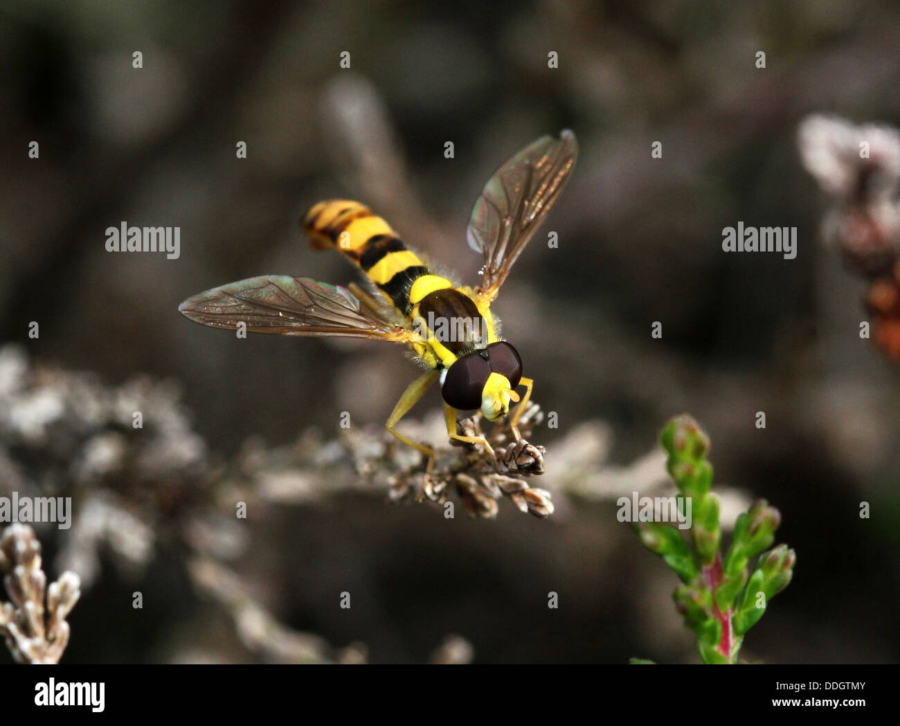 Hoverfly lungo (Sphaerophoria scripta) Foto Stock