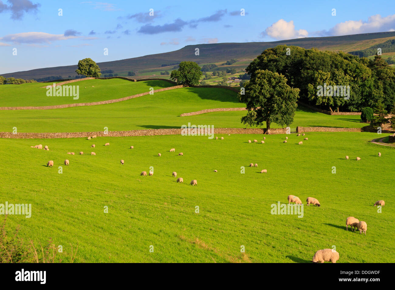 Pecore in campi nei pressi Hawes verso Burtersett alti pascoli e Addlebrough in Wensleydale, North Yorkshire, Yorkshire Dales National Park, Inghilterra. Foto Stock