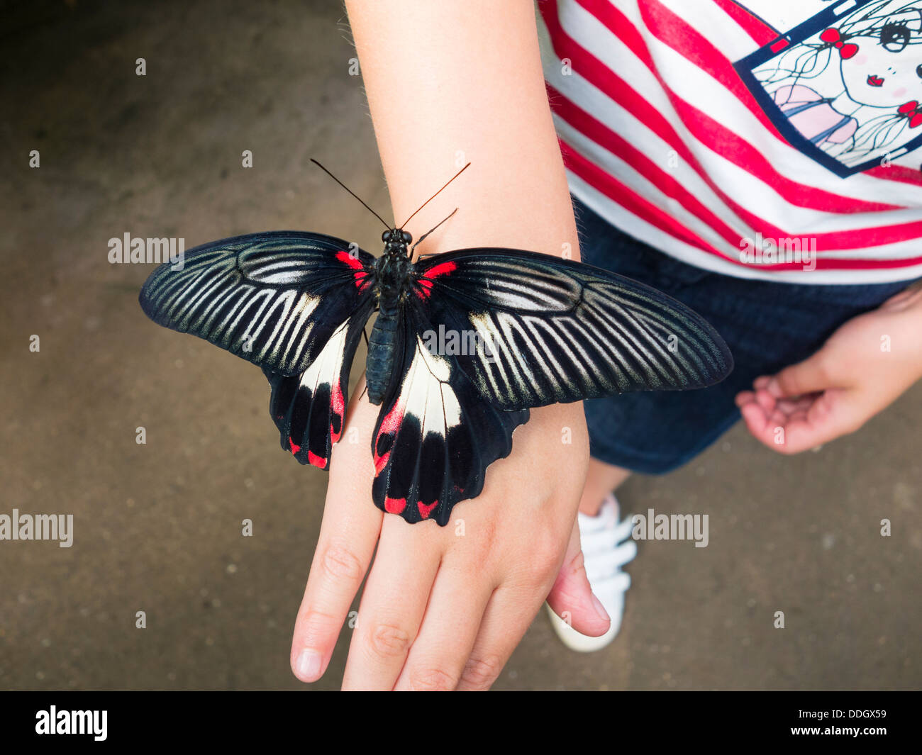 Farfalla sulla mano ragazze alla Butterfly World at Preston Park, Stockton on Tees, England, Regno Unito Foto Stock